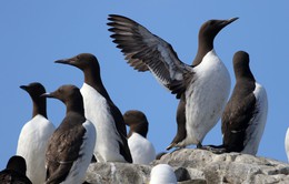 Gần 10.000 con chim biển tử vong và mắc cúm gia cầm trên khắp Scotland
