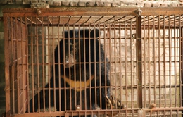 Chuyển thành công cá thể gấu cuối cùng của tỉnh Hải Dương về vườn quốc gia