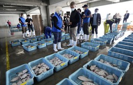 IAEA lấy mẫu nước biển và cá ở Fukushima