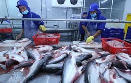 Xuất khẩu cá tra hướng đến mục tiêu 1,77 tỷ USD