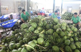 Bến Tre: Vùng trồng dừa sẵn sàng xuất khẩu sang Trung Quốc