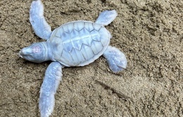 Rùa biển bạch tạng cực hiếm chào đời tại Côn Đảo