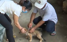 Đồng Nai phát hiện một ổ dại trên chó ở huyện Định Quán