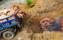 Đồng Nai: Tiêu hủy 85 con heo bị bệnh dịch tả lợn châu Phi