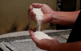 Giá lúa, gạo cùng tăng