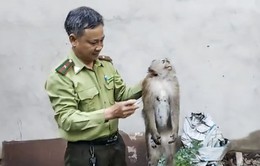 Bắn gây mê 2 con khỉ “đại náo” khu dân cư ở TP Hồ Chí Minh