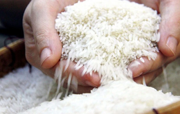 Giá gạo tăng tại hầu hết các "vựa lúa" của châu Á