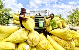 Doanh nghiệp gạo gặp khó trong thu mua, xuất khẩu
