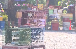 TP Hồ Chí Minh: Chim phóng sinh bày bán tràn lan