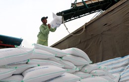 Xuất khẩu gạo dự báo lập đỉnh 4,5 tỷ USD