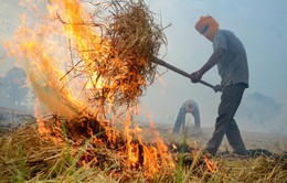 Nông dân Ấn Độ tiếp tục đốt rơm rạ bất chấp thiệt hại về sức khỏe và môi trường