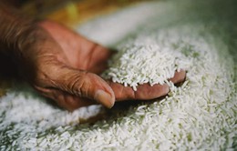 Gạo Việt vẫn giữ mức giá cao