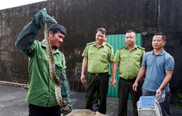 Hà Tĩnh: Bàn giao 3 cá thể trăn đất cho Vườn Quốc gia Vũ Quang