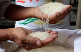 Xuất khẩu gạo 2024 tiếp tục khả quan nếu Ấn Độ duy trì hạn chế xuất khẩu
