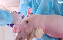 Tháo gỡ vướng mắc tiếp cận vaccine dịch tả lợn châu Phi