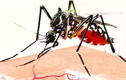 Đồng Nai được công nhận loại trừ bệnh sốt rét