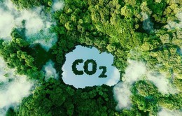 Việt Nam thu hơn 1.000 tỷ đồng từ bán tín chỉ carbon