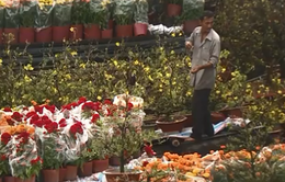 TP Hồ Chí Minh: Sẽ mua hoa Tết bị ế của tiểu thương