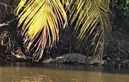 Vây bắt con cá sấu nặng chục cân dưới ao ở Bạc Liêu
