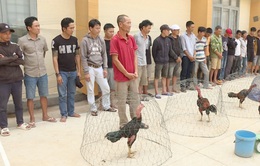 Triệt phá trường đá gà ăn tiền quy mô lớn ở Đắk Lắk