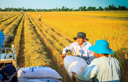 Cần nguồn vốn dài hạn cho chuỗi liên kết ngành gạo