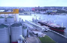 EU xem xét hạn chế nhập khẩu ngũ cốc Ukraine