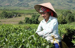 Nhân lực cho nông nghiệp: Đào tạo sao cho đúng và trúng