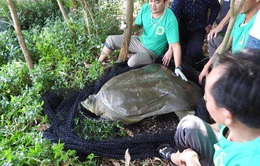 Cá thể rùa Hoàn Kiếm nặng gần 100kg qua đời