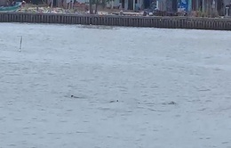 Đàn cá heo hàng chục con xuất hiện ở cửa biển Gành Hào, Bạc Liêu
