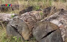 Hàng chục m3 gỗ tang vật sắp thành phế liệu trong khi chờ xử lý