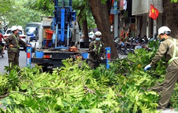 Hà Nội thay thế cây có nguy cơ gãy, đổ trước mùa mưa bão