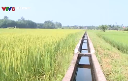 Thừa Thiên Huế: Hiệu quả từ các công trình thủy lợi