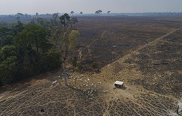 Nạn phá rừng Amazon ở Brazil tăng trong tháng 3