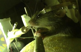 Giới khoa học thành công tăng cường trí nhớ dài hạn ở chuột