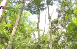 Kon Tum: Vướng mắc trong việc xử lý gỗ Trắc bị chết trong rừng đặc dụng