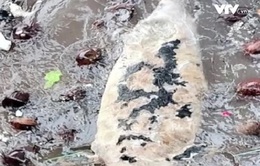 Liên tiếp phát hiện xác cá voi trên vùng biển Thái Bình
