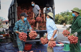 Hơn 200 thương nhân Trung Quốc đăng ký đến Bắc Giang thu mua vải thiều