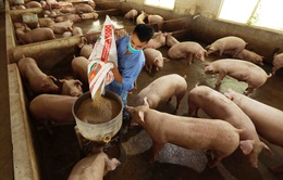 Giá lợn hơi dự báo sắp tăng trở lại
