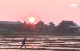 Thừa Thiên Huế: Nông dân ra đồng sáng sớm để tránh nắng