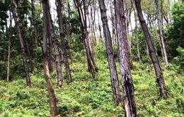 Đắk Nông: Điều tra, làm rõ vụ bắn súng vào trạm quản lý, bảo vệ rừng