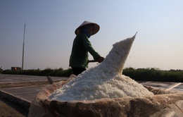 Mùa thu hoạch muối ở Nam Định