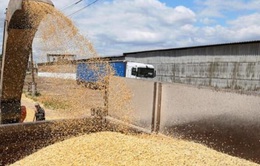 Ukraine tạm ngừng xuất khẩu ngũ cốc sang 5 nước châu Âu