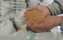 FAO: Giá lương thực thế giới tăng lần đầu tiên trong một năm qua