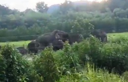 Xuất hiện đàn voi 10 con ở đồi Đá Trắng (Đồng Nai)
