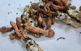 Bệnh nhi ngộ độc Gyrommitrin do ăn nấm từ xác ve sầu được xuất viện