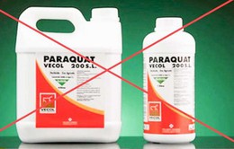 Ngộ độc paraquat - Những điều cần biết