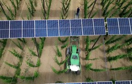 Nông dân Đức tăng gấp đôi thu nhập nhờ pin mặt trời