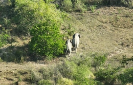 Sẽ có tour du lịch xem voi rừng tại Vườn Quốc gia Cát Tiên?