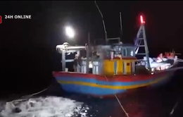 Thừa Thiên - Huế tạm giữ tàu cá khai thác giã cào trái phép