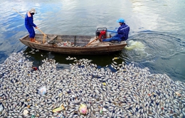 Hàng tấn cá chết nổi trắng hồ An Biên: Khẩn trương khử trùng, giảm tối đa phát tán mùi hôi